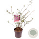 Buddleja d. 'Ile de France' 50-60 cm 5,0L