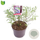 Buddleja d. 'Nanho Blue' 15-20 cm 3,0L