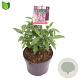 Buddleja d. 'Pink Delight' 15-20 cm 3,0L