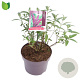 Buddleja d. 'Royal Red' 15-20 cm 3,0L