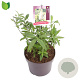 Buddleja d. 'White Profusion' 15-20 cm 3,0L