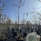 Catalpa bignonioides 325-350 cm cont. 110L meerstammig