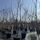 Catalpa bignonioides 325-350 cm cont. 130L meerstammig
