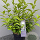 Callicarpa bod. Magical Snow Queen 60-80 cm 5,0L
