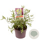 Caryopteris cland. 'Heavenly Blue' 15-20 cm 3,0L
