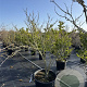 Cercis chinensis 'Shirobana' 140-160 cm cont. 80L
