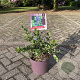Ceanothus griseus 'Yankee Point' 30-35 cm 7,5L