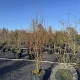 Cercidiphyllum japonicum 225-250 cm 50L