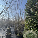 Cercidiphyllum japonicum 350-400 cm cont. 110L meerstammig