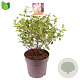 Ceanothus pallidus 'Marie Simon' 40 cm 10L