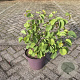 Cercis siliquastrum 40-45 cm 10L
