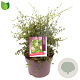 Ceanothus 'Snow Flurries' 25-30 cm 5,0L