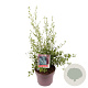 Ceanothus thyr. 'Skylark' 30-35 cm 5,0L
