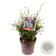 Ceanothus thyr. 'Skylark' 30 cm 10L