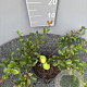 Chaenomeles sup. 'Red Trail' 40-50 cm 2,0L