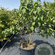 Clerodendrum trichotomum 125-150 cm cont. 80L