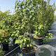 Clerodendrum trichotomum 150-175 cm cont. 80L