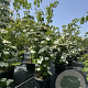 Cornus Aurora 175-200 cm cont. 80L