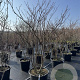 Cornus controversa 175-200 cm cont. 80L meerstammig