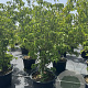 Cornus k. 'Milky Way' 150-175 cm 50L