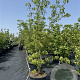 Cornus k. 'Weisse Fontaine' 200-250 cm cont. 80L