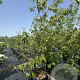 Cornus Ruth Ellen 200-250 cm cont. 80L meerstammig
