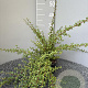 Cotoneaster suec. 'Coral Beauty' 40-50 cm 2,0L