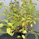 Cornus sang. 'Midwinter Fire' 50-70 cm 5,0L