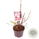 Deutzia hybrida 'Strawberry Fields' 50-60 cm 30L