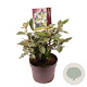 Elaeagnus ebb. 'Compacta' 20-25 cm 3,0L
