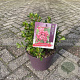 Escallonia 'Red Dream' 15-20 cm 5,0L