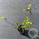 Euonymus fort. 'Hort's Blaze' 15-20 cm P13