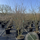 Frangula alnus 'Aspleniifolia' 175-200 cm cont. 150L meerstammig