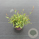 Gaura l. Gaudi White 30-40 cm 2,0L