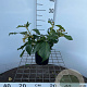 Hedera colchica 'Arborescens' 30-40 cm 2,5L