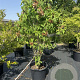 Hydrangea pan. 'Phantom' 80-100 cm 30L