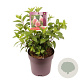 Hydrangea pan. Pinky Winky 30-40 cm 10L
