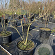 Koelreuteria paniculata 125-150 cm cont. 80L meerstammig