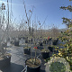 Koelreuteria paniculata 150-175 cm cont. 80L meerstammig