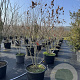 Koelreuteria paniculata 175-200 cm cont. 80L meerstammig