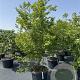 Lagerstroemia 'Muskogee' 200-250 cm cont. 80L meerstammig