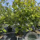 Lagerstroemia 'Natchez' 200-225 cm cont. 80L meerstammig
