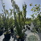 Lagerstroemia 'Tuscarora' 200-250 cm cont. 80L meerstammig