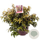 Leucothoe Carinella 40-60 cm 13L
