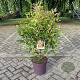 Ligustrum luc. Green Screen 80-90 cm 13L
