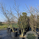 Liquidambar styraciflua 300-350 cm cont. 130L meerstammig