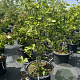 Magnolia 'Aphrodite' 125-150 cm cont. 80L