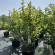 Magnolia loebneri 'Merrill' 175-200 cm cont. 80L