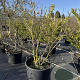 Magnolia soulangeana 150-175 cm cont. 110L