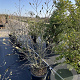 Magnolia stellata 100-125 cm 30L